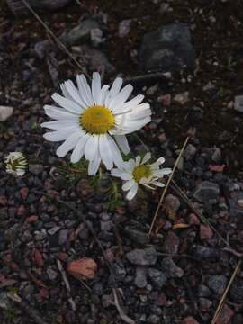 صورة Tripleurospermum maritimum (L.) Koch