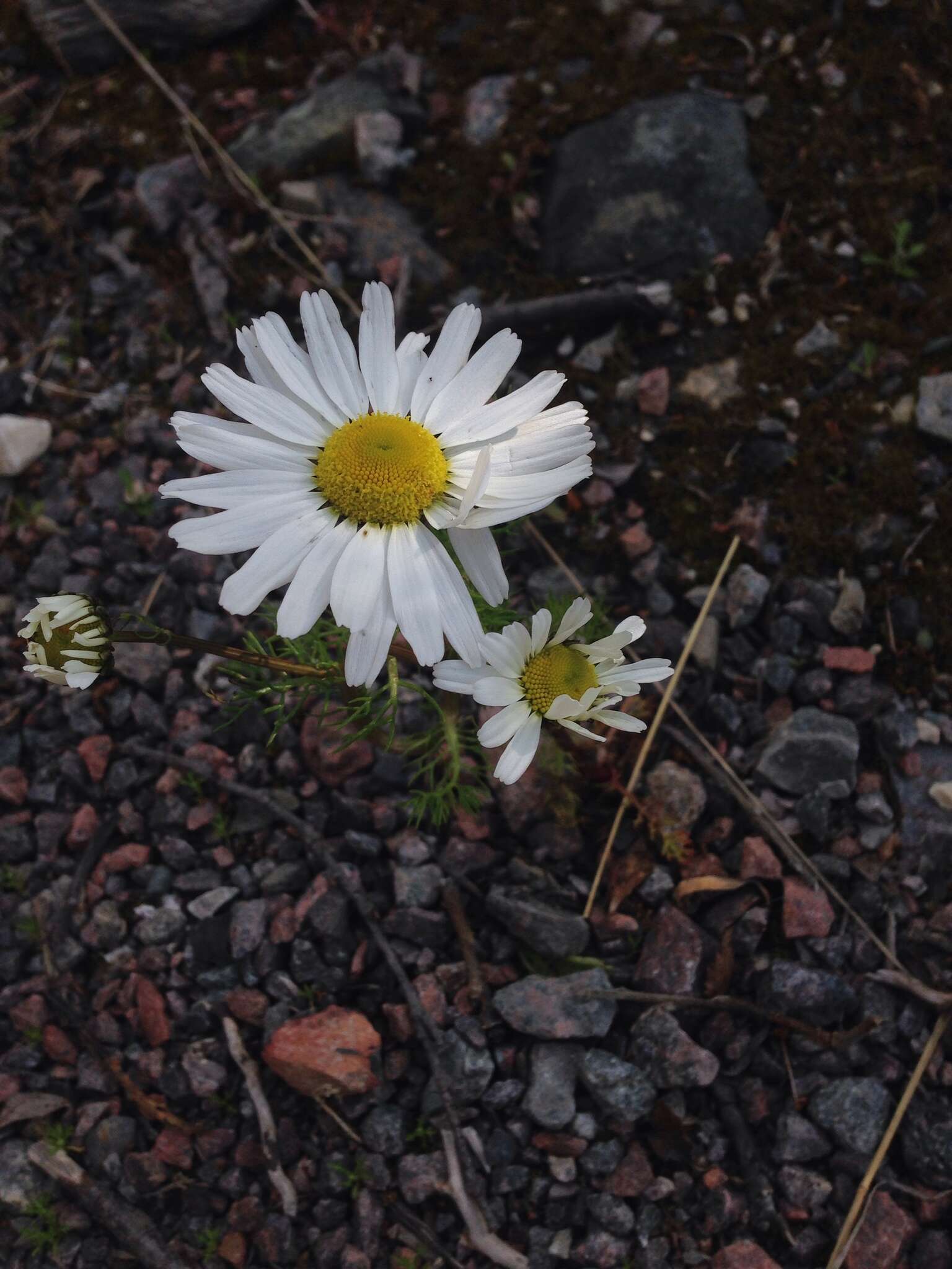 Image of false mayweed