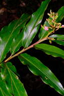 Image de Alpinia arundelliana (F. M. Bailey) K. Schum.