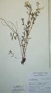 Image of <i>Astragalus australis</i> var. <i>glabriusculus</i>