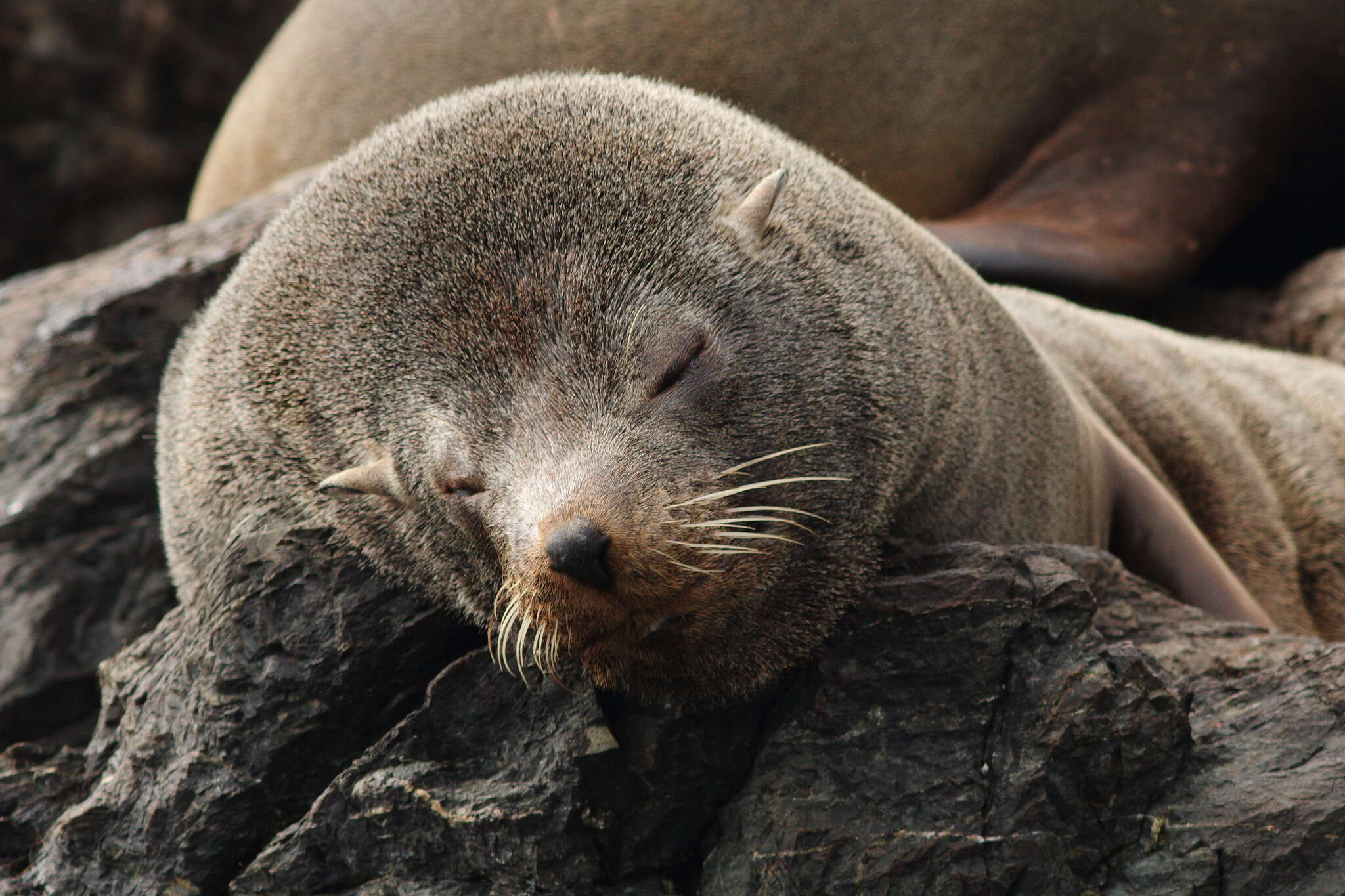 Image of South American Fur Seal