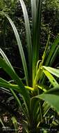 Pandanus canaranus Warb. resmi