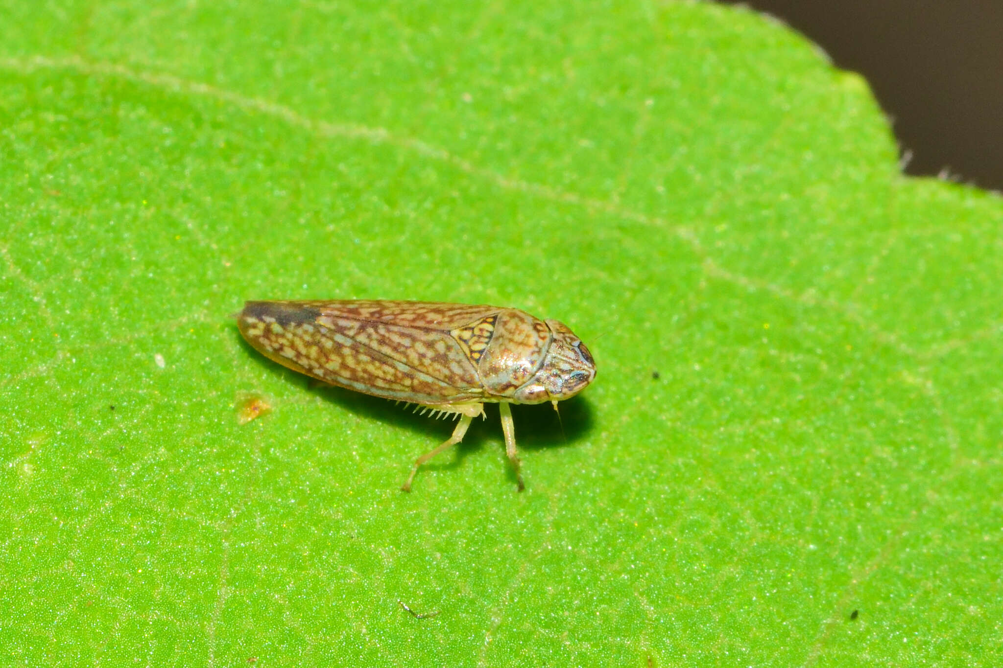 Image of Graphocephala innervis (Fowler 1900)