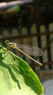 Image de Onychargia Selys 1865