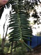 Image of Japanese Nutmeg Tree