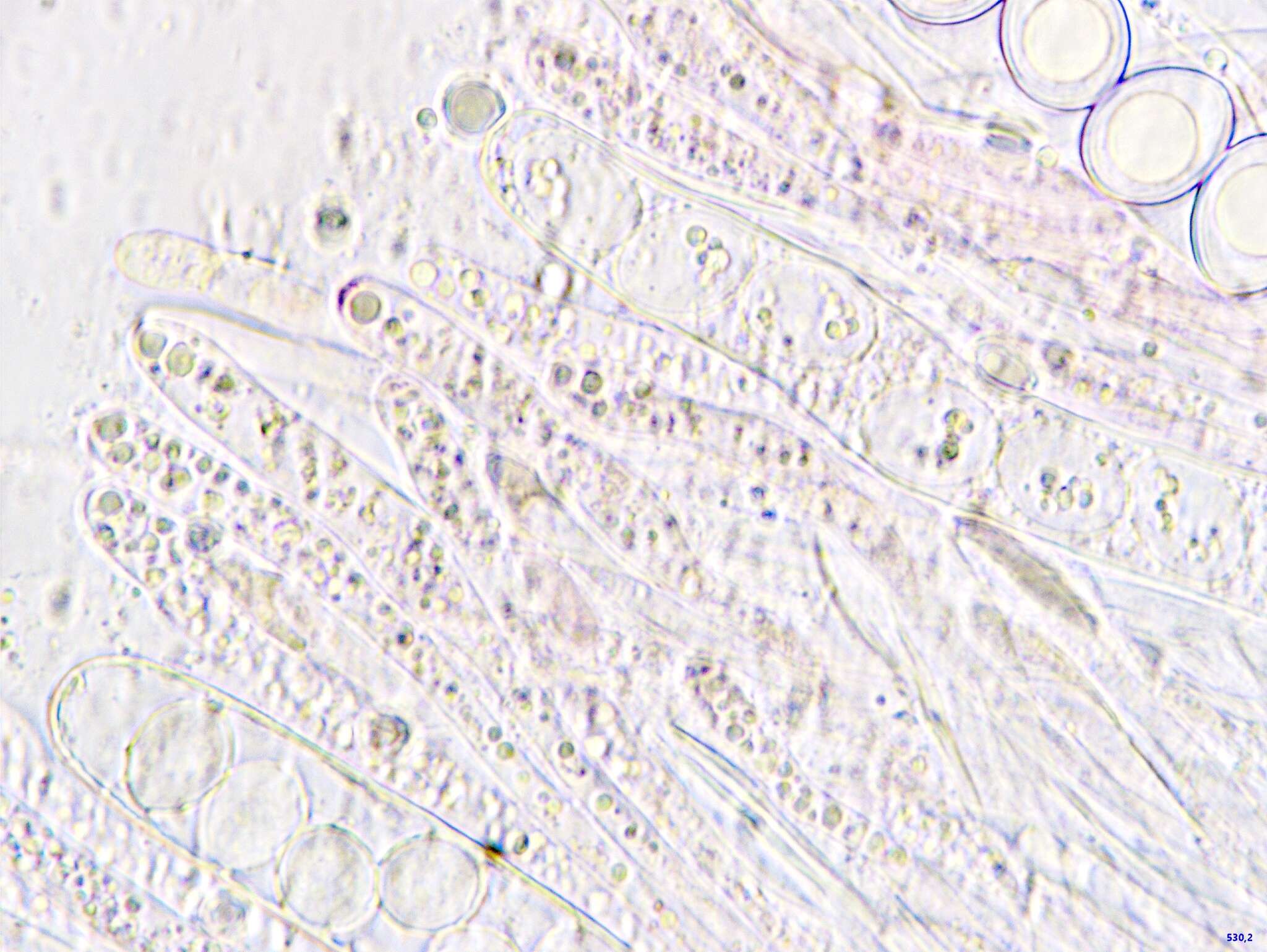 Image of Octospora lilacina (Seaver) Svrček & Kubička 1963