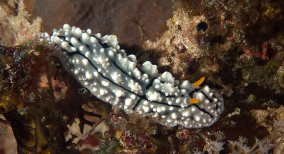 Image of Lumpy black grey orange slug