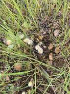 Limnanthes floccosa subsp. floccosa的图像