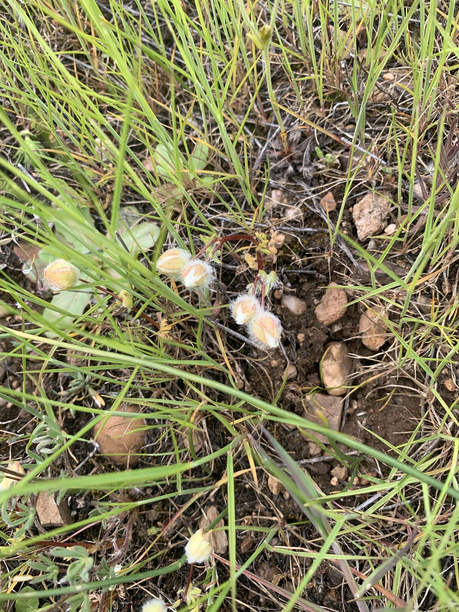 Limnanthes floccosa subsp. floccosa的图像