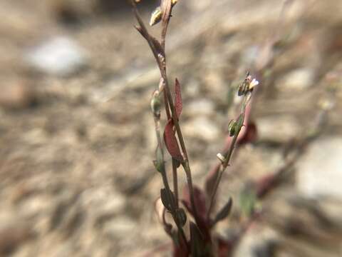 Image of Mrs. Austin's Knotweed