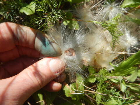 Image de Matelea cynanchoides (Engelm.) R. E. Woodson