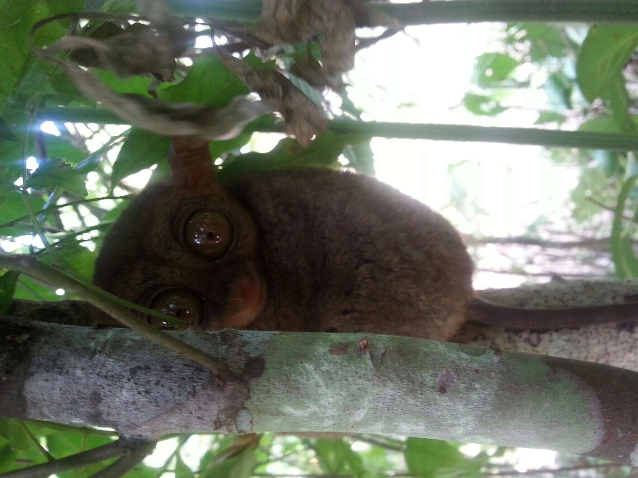 Image of Philippine tarsier