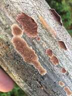 Image de Polypore violet