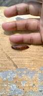 Image of Macroglossum gyrans Walker 1856