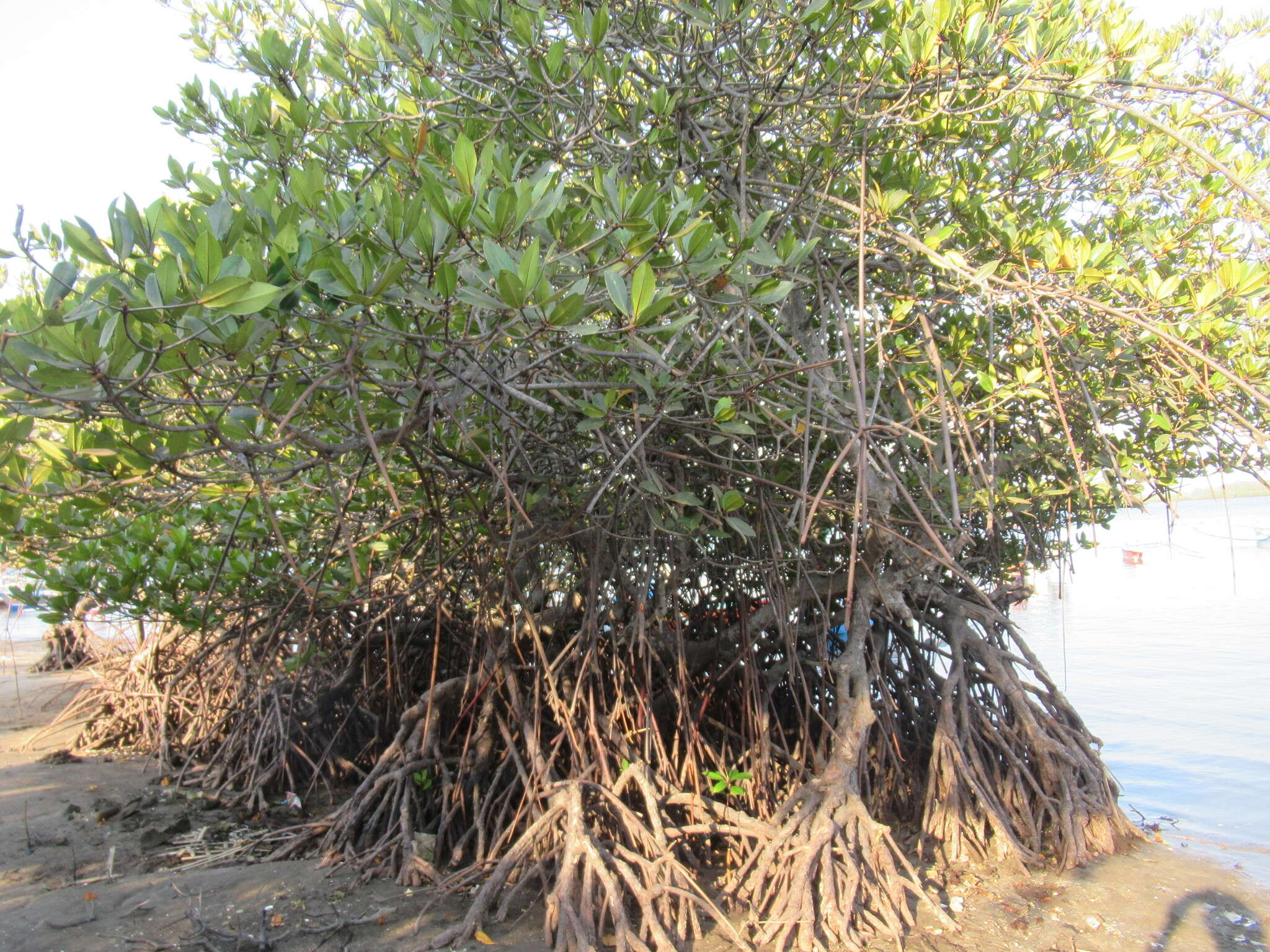 Image of mangrove