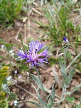 Image of Centaurea fuscomarginata (K. Koch) Juz.