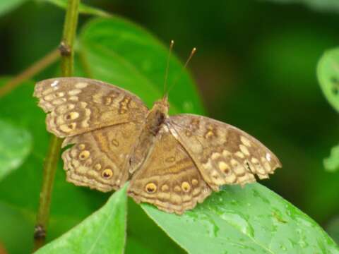 Image of Junonia chorimene Guérin-Meneville 1844