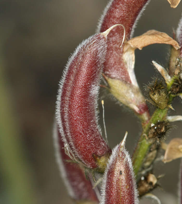 Image of Minthorn's milkvetch