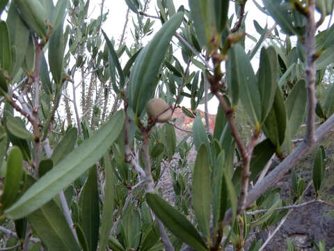 Plancia ëd Pleradenophora bilocularis (S. Watson) Esser & A. L. Melo