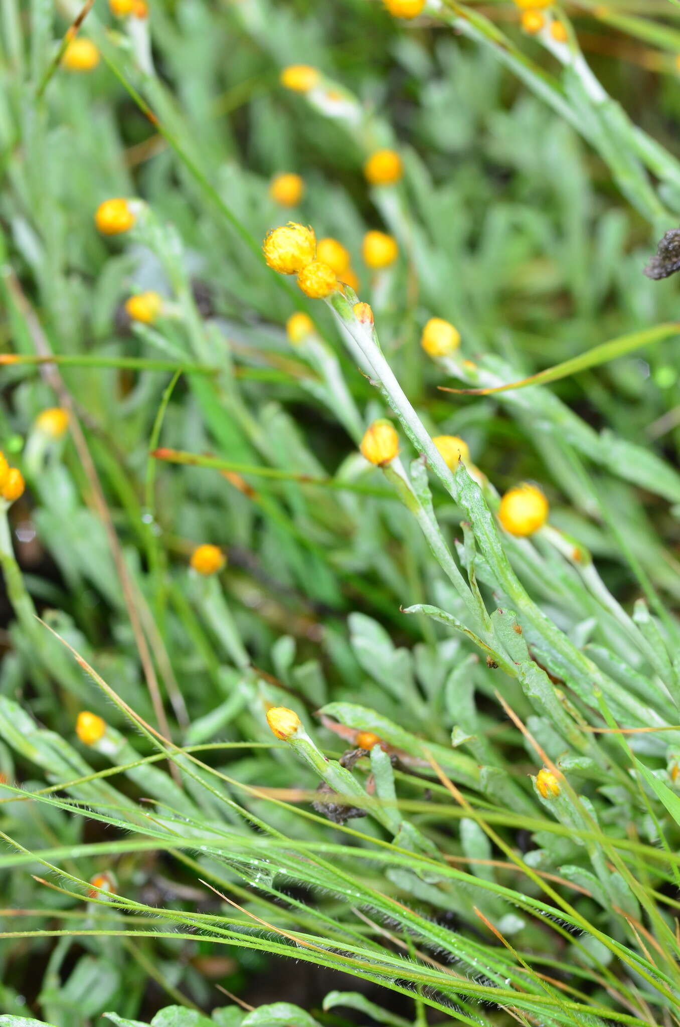 Image de Chrysocephalum apiculatum subsp. apiculatum