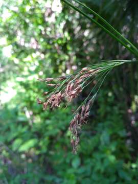 Image of Fragrant Beak Sedge