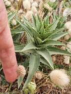 Sivun Carduncellus pectinatus (Desf.) DC. kuva