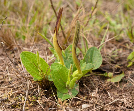 Image of Aristolochia sessilifolia (Klotzsch) Malme