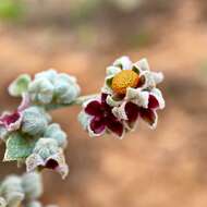 Image of Chenopodium curvispicatum P. G. Wilson