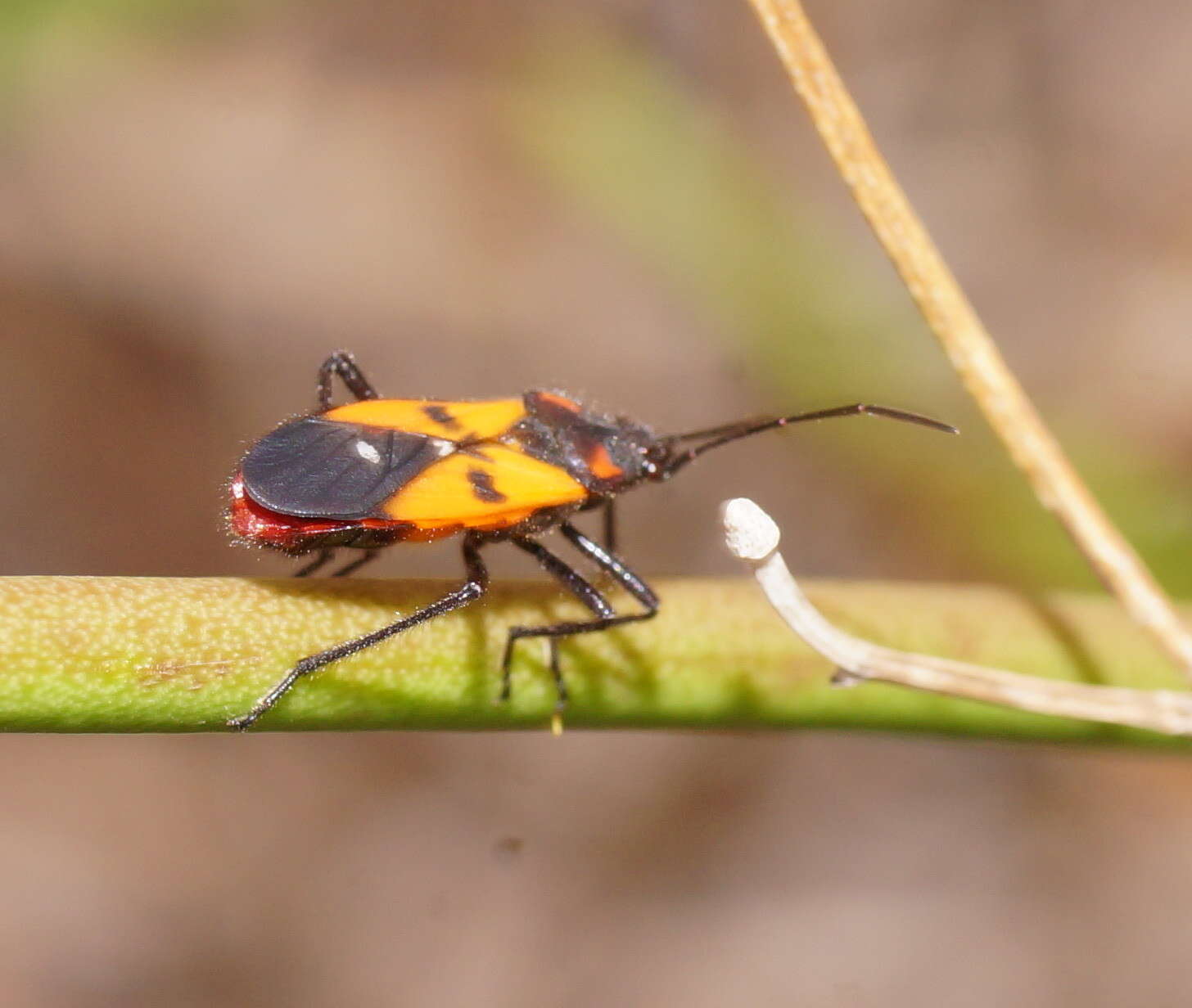 Image de Oncopeltus (Oncopeltus) nigroflavatus Distant & W. L. 1918