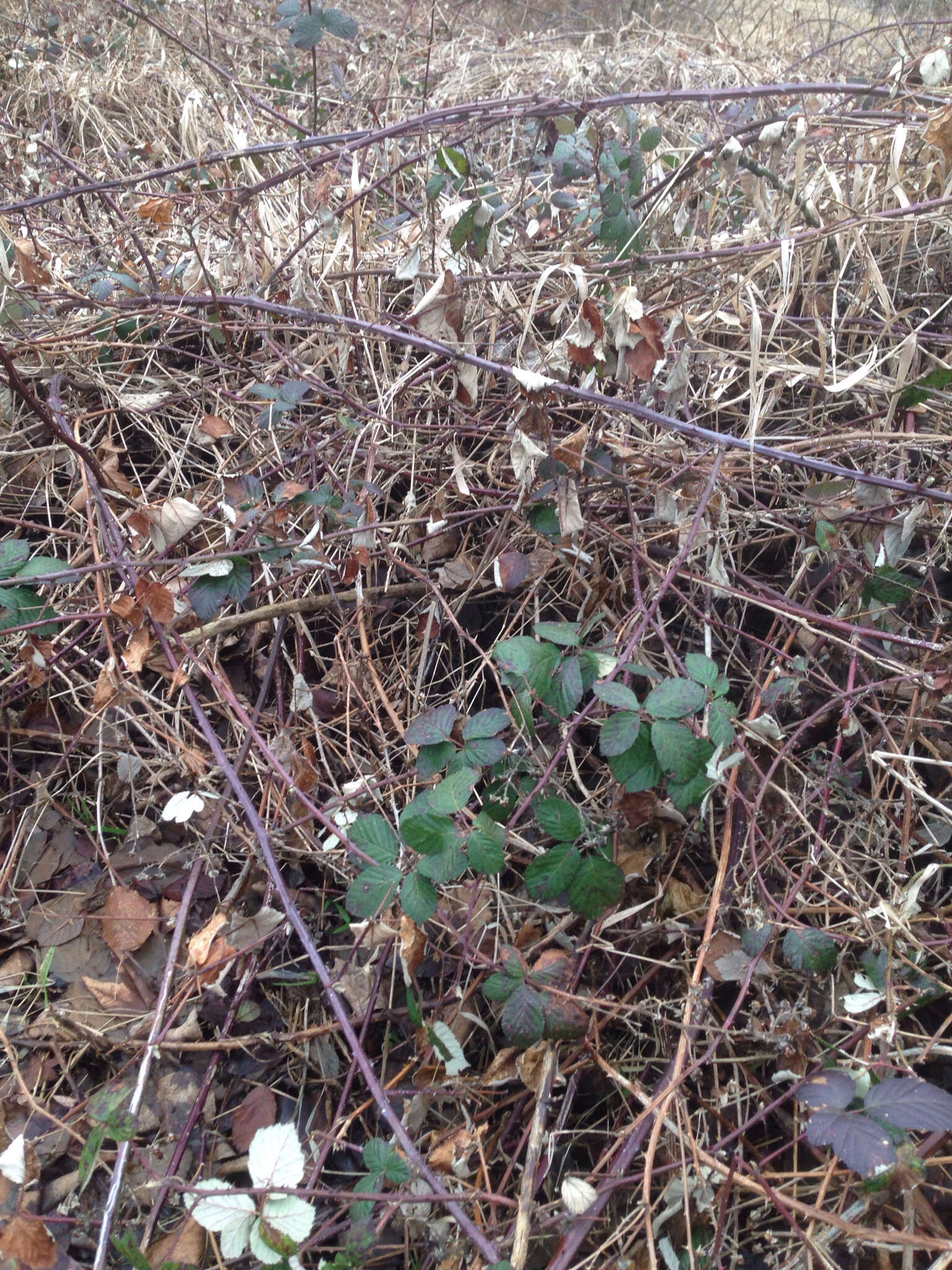 Image of Himalayan blackberry