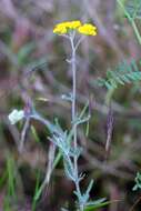 Sivun Achillea leptophylla Bieb. kuva