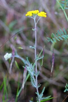 Sivun Achillea leptophylla Bieb. kuva