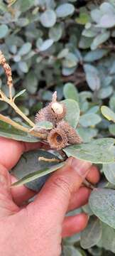 Notholithocarpus densiflorus var. echinoides (R. Br. ter) Manos, Cannon & S. H. Oh的圖片