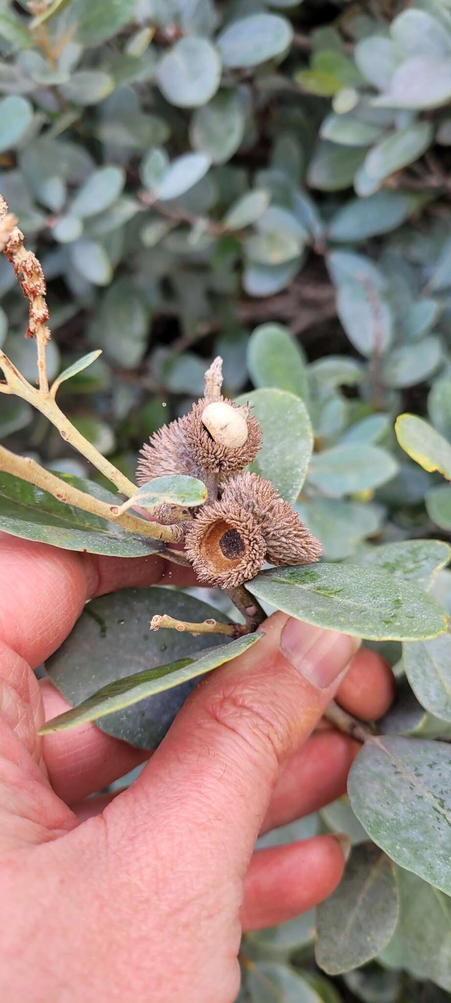 Imagem de Notholithocarpus densiflorus var. echinoides (R. Br. ter) Manos, Cannon & S. H. Oh