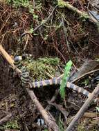 Image of Boulenger's False Coral Snake