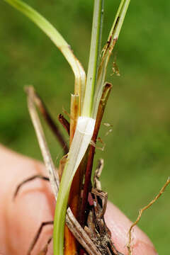 Image of carnation sedge