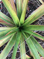 Aloe tormentorii (Marais) L. E. Newton & G. D. Rowley resmi