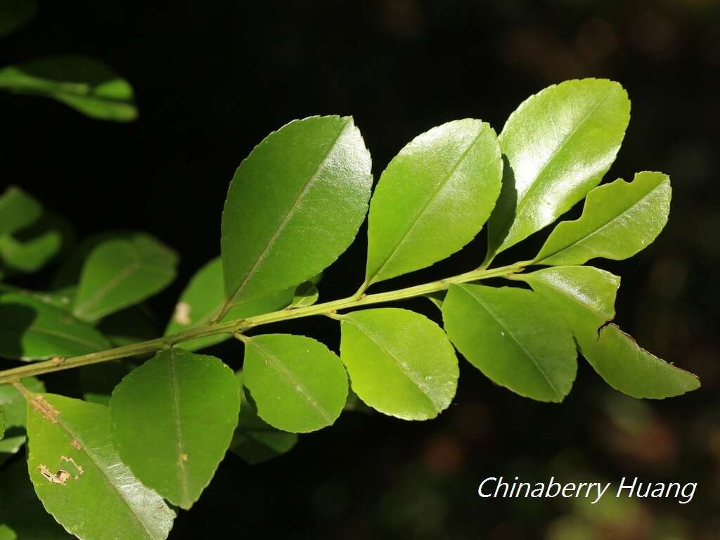 Imagem de Ilex maximowicziana Loes.