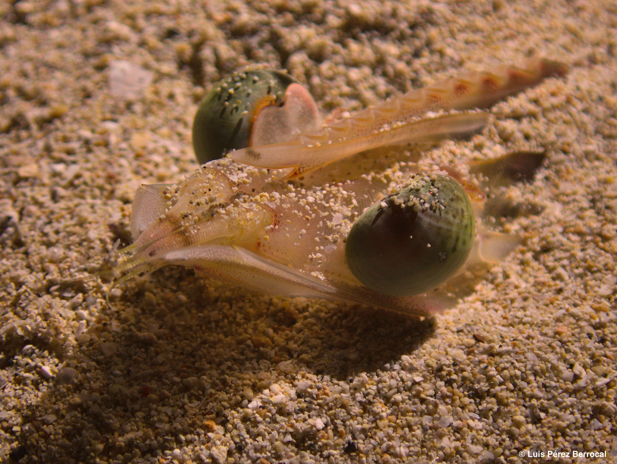 Image of Caramote prawn