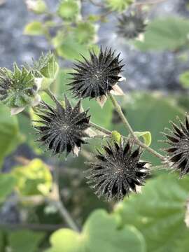 صورة Abutilon lauraster Hochr.