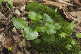 Image of Micranthes manchuriensis (Engl.) Gornall & H. Ohba