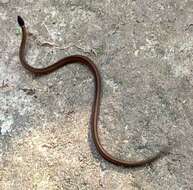 Image of Pale-headed forest snake