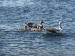 Image of kelp goose