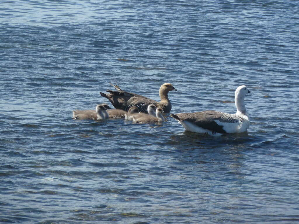 Image of kelp goose