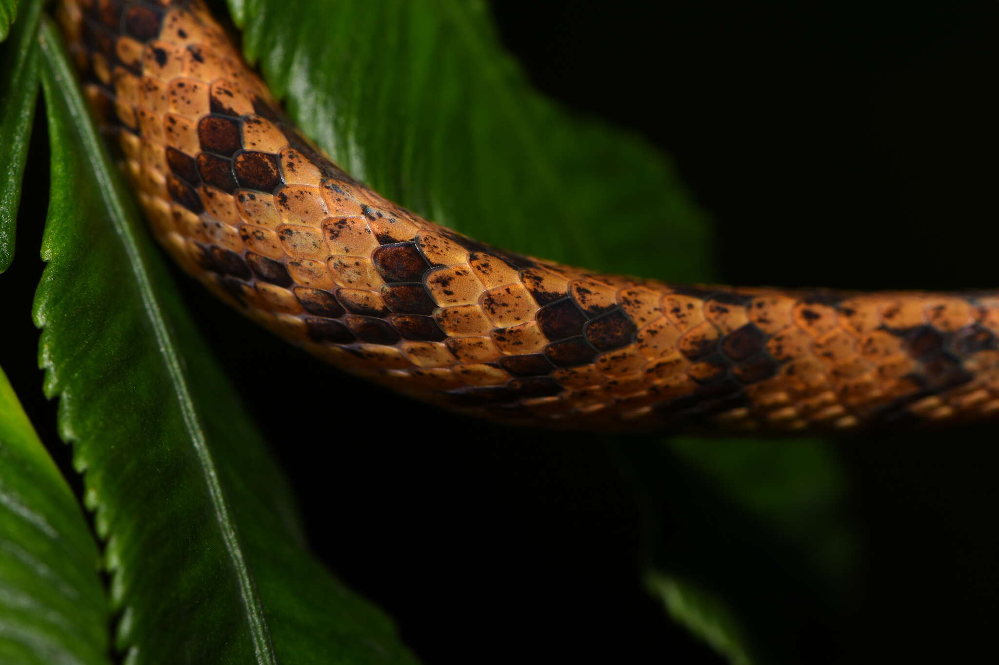 Image of Formosa Slug Snake