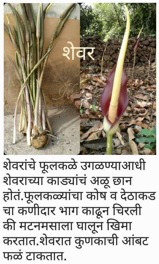 Amorphophallus commutatus (Schott) Engl. resmi