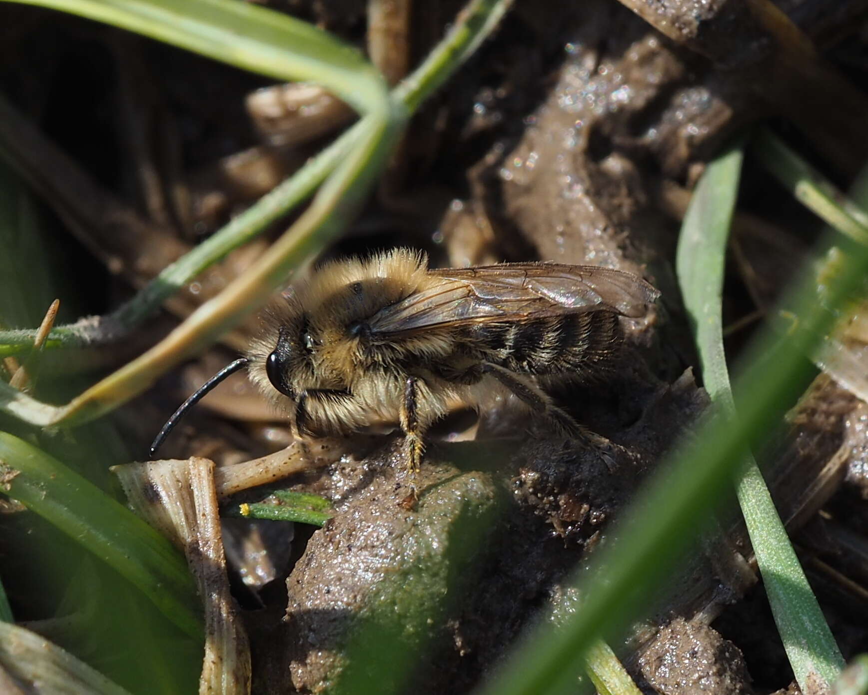 Imagem de Colletes cunicularius (Linnaeus 1761)