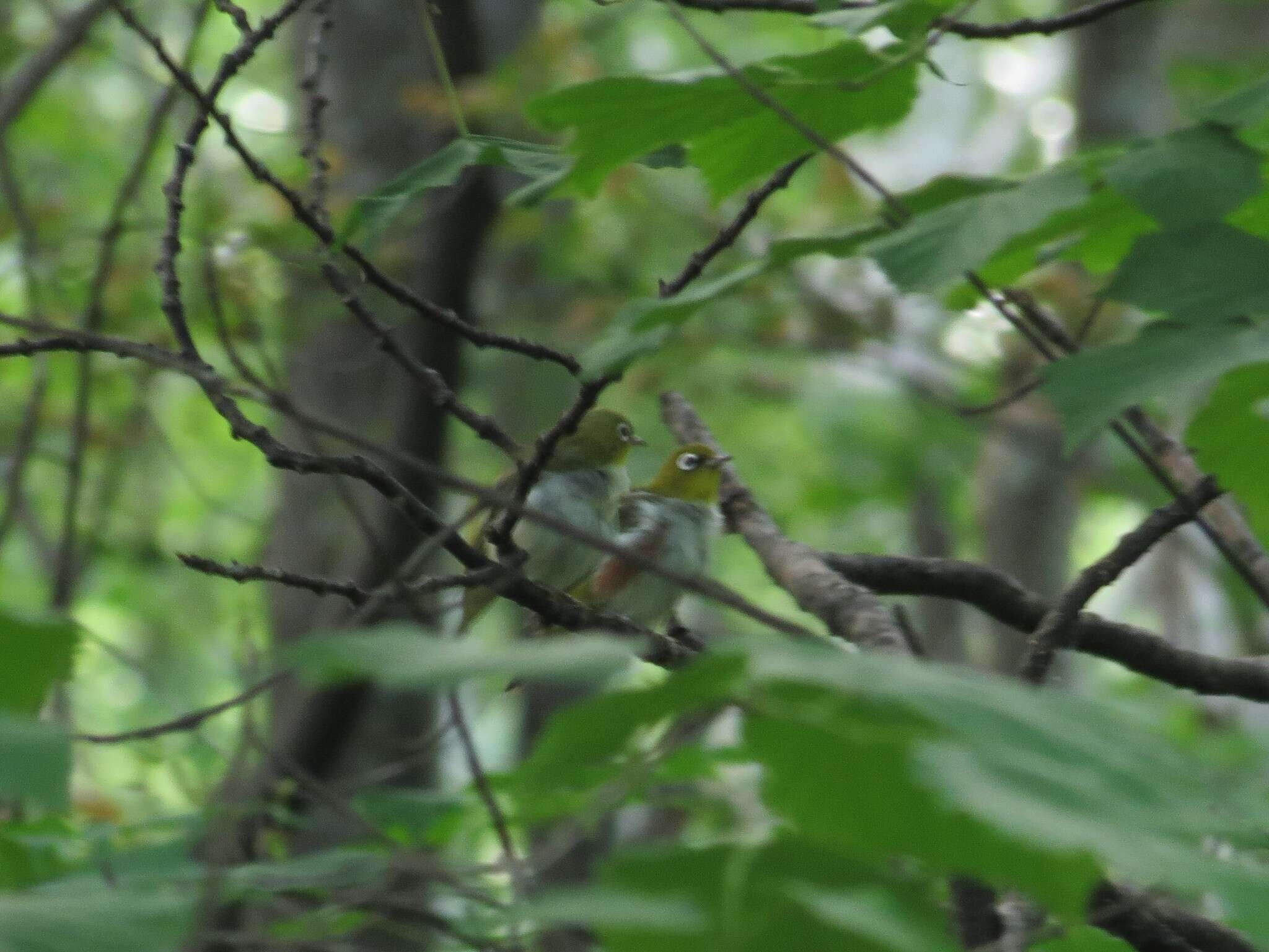 Image of Chestnut-flanked White-eye