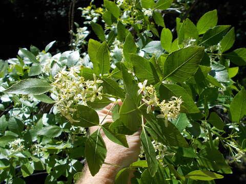 Image de Ptelea crenulata Greene