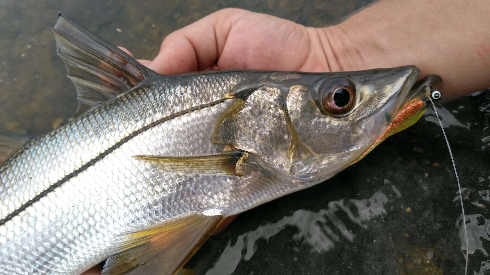 Image of Blackfin snook